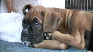 Playful 8 Week Old Boxer Puppies [upl. by Alysoun]