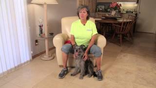 How to Teach a Dog to Fetch Slippers  Dog Training amp Care [upl. by Mcafee374]