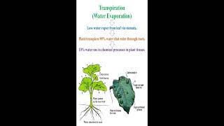 Transpiration Meaning geneticteacher [upl. by Ledairam]