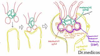 Development of the Glomerulus amp podocytes structure and function [upl. by Lorne]