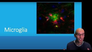 What are microglia and what do they do [upl. by Azral]