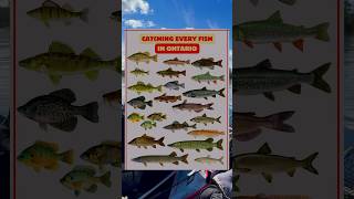 Catching Every Fish in Ontario Part 5 Walleye [upl. by Annerb]