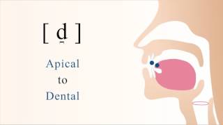 d̪  voiced unaspirated apical dental stop [upl. by Siuol115]