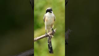 LongTailed Shrike posing [upl. by Tricia]