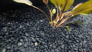 Cryptocoryne Beckettii [upl. by Ojybbob]