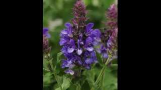 Blue Marvel Salvia Biggest Blooms [upl. by Ridinger658]