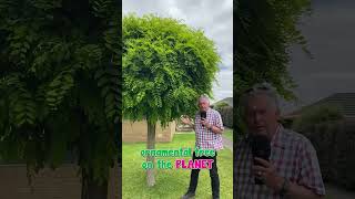 Heres 3 FACTS about the Robinia Mop Top [upl. by Nickerson182]