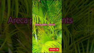 Areca palm plants careshorts gardeningviralshortytshort shrtsfeed trendingChikahomegarden [upl. by Ajnat660]