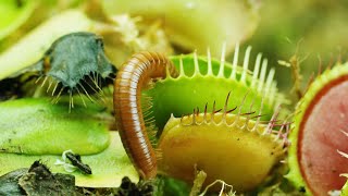 CARNIVOROUS PLANTS EATING BUGS amp INSECTS CAUGHT IN 4K [upl. by Nimajaneb]