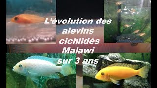 L évolution 1 des alevins des cichlidés du lac Malawi [upl. by Ynnohj873]