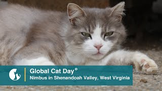 Meet Nimbus a West Virginia Community Cat  Global Cat Day 2023 [upl. by Minardi]