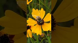 Hover Flies Feed on Tickseed Wildflowers in South Dakota pollinators wildflowers [upl. by Cordova]