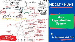 2012 MALE REPRODUCTIVE SYSTEM I CHAPTER 20 REPRODUCTION I CLASS XII [upl. by Eemaj]