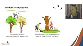 Molly Frost  Grey Squirrel impacts on biodiversity and ecosystem services in UK woodland habitats [upl. by Kinimod]