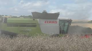 Raps Dreschen in Mannfelder Land im Juli 2017 mit Claas Lexion 770 Terra Trac mit 12 3 Meter Vario [upl. by Ann]