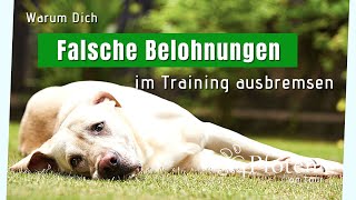 Warum Dich falsche Belohnungen im Training ausbremsen [upl. by Liam877]