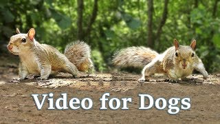 TV for Dogs  Videos for Dogs to Watch  Squirrels [upl. by Seiden]