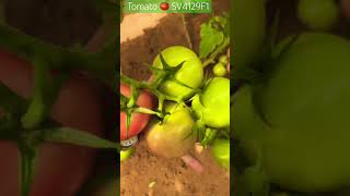 Tomato 🍅 SV 4129 F1 طماطم بندورة [upl. by Eneliak]