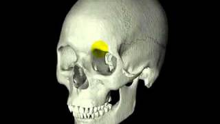 Anatomie Schädel 111 Grobe Übersicht [upl. by Salokin942]