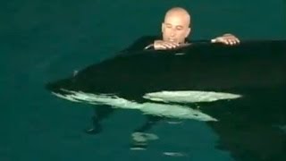 Caught on tape Whale nearly drowns SeaWorld trainer [upl. by Hollis]