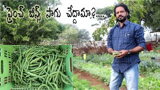 Simple amp Easy Tips To Grow French Beans  French Beans At Kitchen Garden  ఫ్రెంచ్ బీన్స్ [upl. by Assele]