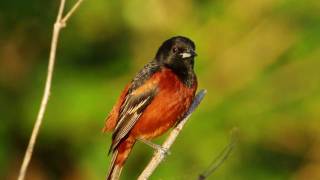 Orchard Oriole [upl. by Christos17]