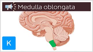 Medulla oblongata  Anatomical Terms Pronunciation by Kenhub [upl. by Heady]