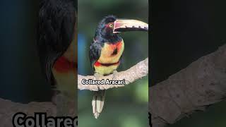 Collared Aracari in Panama 🇵🇦 aracari thebirdingchannel birding birds [upl. by Sokairyk]