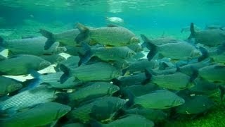 FLUTUAÇÃO NO RIO DA PRATA PEIXE CURIMBATÁ CURIMBA PROCHILODUS LINEATUS STREAKED PROCHILODUS [upl. by Noe262]