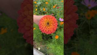 The Easiest Flower To Grow From Seed shortsvideo [upl. by Martinic]