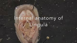 Phylum Brachiopoda Lingula Dissection [upl. by Mazel]