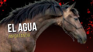 La Importancia del Agua para Caballos Claves para una Hidratación Saludable [upl. by Atiuqam459]