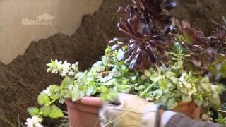 The Shed Online  Planting a colour pot  part 2 [upl. by Nosneh687]