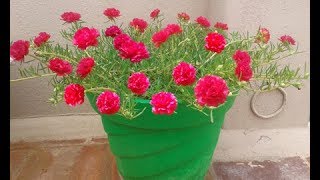 How to grow RED Pathumani Table RoseMoss RosePortulaca Grandiflora whatsapp 9361427377 [upl. by Etnohs]