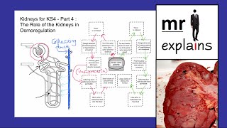 mr i explains Kidneys for KS4  Part 4 The Role of Kidneys in Osmoregulation [upl. by Windy952]