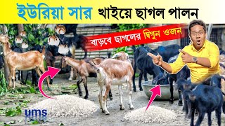 ইউরিয়া খাইয়ে ছাগল পালন 🐐 হবে দ্বিগুন ওজন  Goat Farm in West Bengal  New Goat Farming [upl. by Aralk]