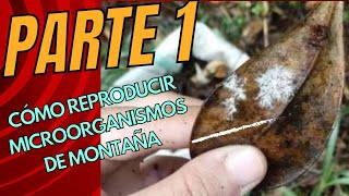 PARTE 1🌳Cómo reproducir microorganismos de montaña [upl. by Borer]