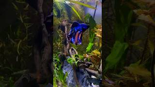 Why My Betta Fish Magically Changed Colours [upl. by Affay]