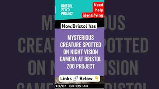 Bristol Zoo Needs Help Identifying Mysterious Creature shorts foryou mystery bristol creature [upl. by Hutt402]