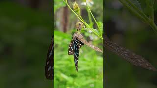 Flower mantis Creobroter sp eats butterfly Tirumala septentrionis [upl. by Augustus247]