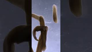 Planarian Flatworms [upl. by Hijoung]