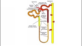 Anatomie Niere Teil 33 Tubulus I Medlifecrisis [upl. by Noissap230]