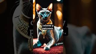 Curiosidades sobre el gato egipcio o sphynx también conocido como gato sin pelo [upl. by Anerda42]