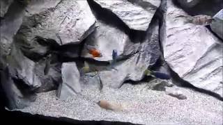 African cichlid Quarantine its a must before adding to aquarium that also applies to any other fish [upl. by Lingwood980]