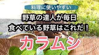 【野草術】野草の達人が最も食べる野草はこれだ！6月食べられる野草レシピ～カラムシの刺身～June edible wild grass recipe”Boehmeria nivea” [upl. by Ander372]