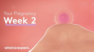 2 Weeks Pregnant  What to Expect [upl. by Rellim]