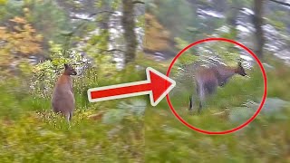 WILD WALLABIES FOUND IN ENGLAND Rare Footage Captures Wild Wallaby In England [upl. by Nanon92]