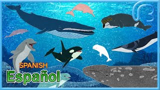 Tarjetas didácticas para niños  Ballenas y delfines para niños  Animales marinos  Vocabulario [upl. by Corrina]