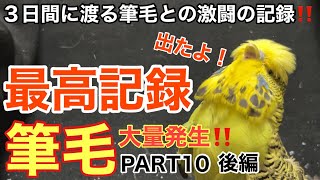 【インコ】筆毛大量発生‼️PART10後編 [upl. by Anelis]