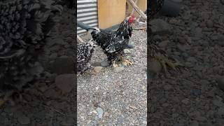 Gallinas chispeadas shortvideo gallinas crianza [upl. by Bethany]